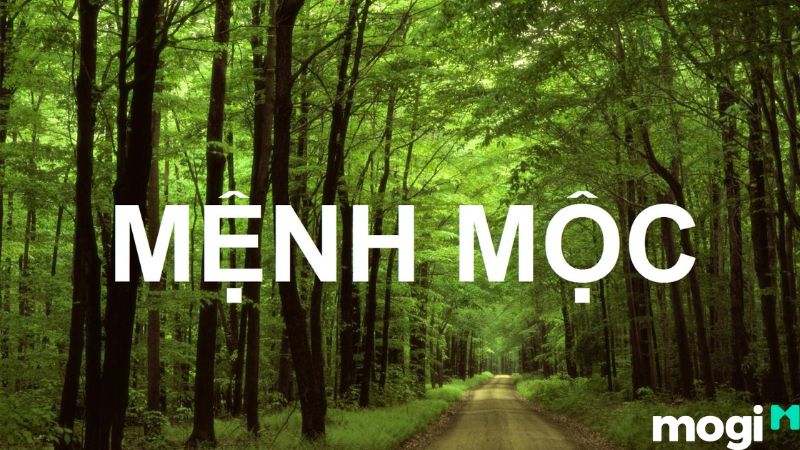 bình địa mộc là gì