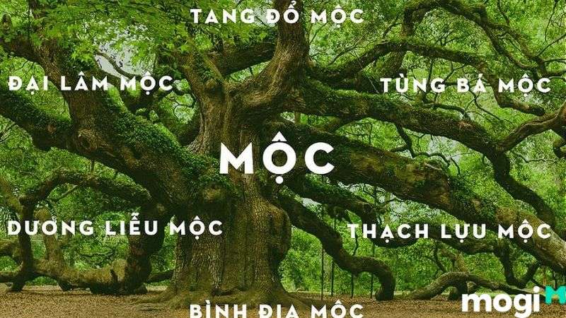 Bình Địa Mộc là gì thì dựa vào ngũ hành để hiểu về tương sinh phù hợp với nhiều mệnh