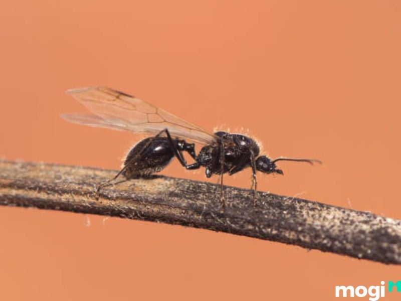 cách đuổi kiến cánh