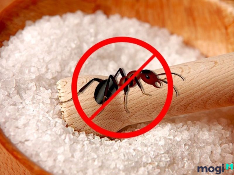 cách đuổi kiến cánh