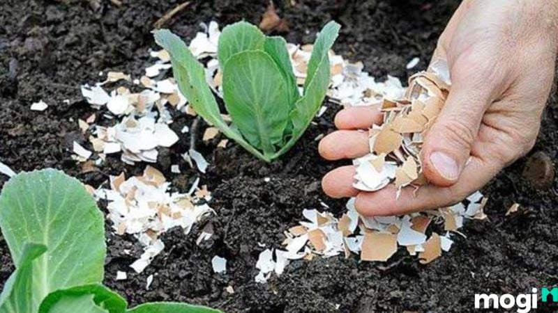 Cách Diệt Ốc Sên Đơn Giản Tại Nhà, 100% Thành Công 4 Cách diệt ốc sên bằng vỏ trứng, mùn cưa, trấu