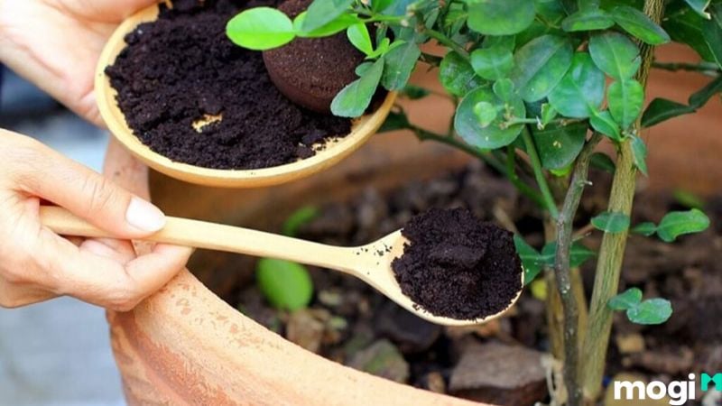 Cách Diệt Ốc Sên Đơn Giản Tại Nhà, 100% Thành Công 8 Cách diệt ốc sên bằng cà phê
