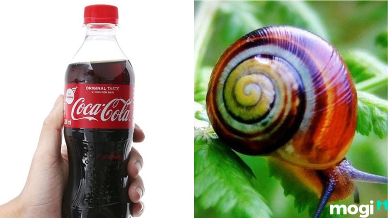 Cách Diệt Ốc Sên Đơn Giản Tại Nhà, 100% Thành Công 9 Cách diệt ốc sên bằng Coca-Cola