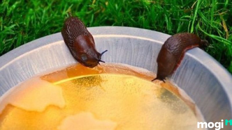 Cách Diệt Ốc Sên Đơn Giản Tại Nhà, 100% Thành Công 11 Cách diệt ốc sên bằng mật ong