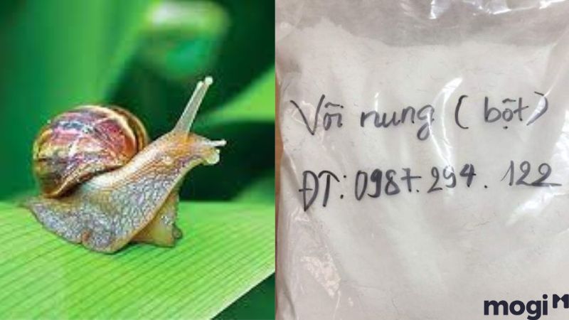 Cách Diệt Ốc Sên Đơn Giản Tại Nhà, 100% Thành Công 12 Cách diệt ốc sên bằng vôi