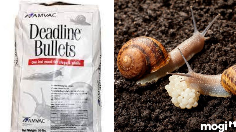 Cách Diệt Ốc Sên Đơn Giản Tại Nhà, 100% Thành Công 20 Cách diệt ốc sên