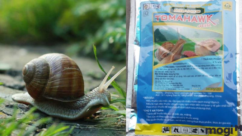 Cách Diệt Ốc Sên Đơn Giản Tại Nhà, 100% Thành Công 21 Cách diệt ốc sên