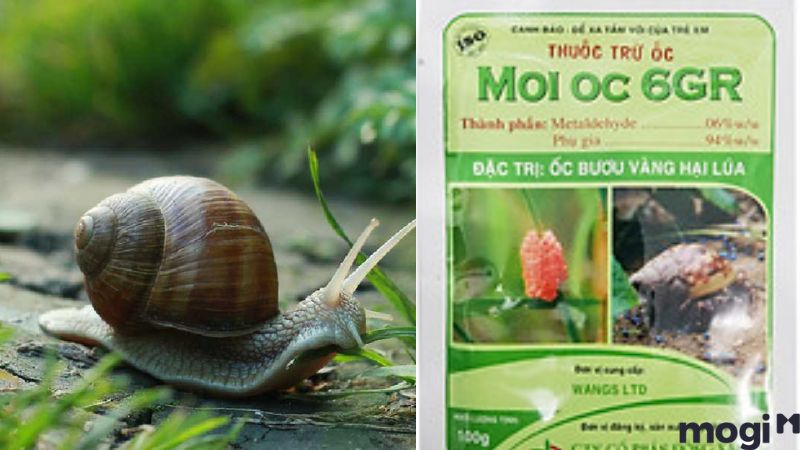 Cách Diệt Ốc Sên Đơn Giản Tại Nhà, 100% Thành Công 23 Cách diệt ốc sên