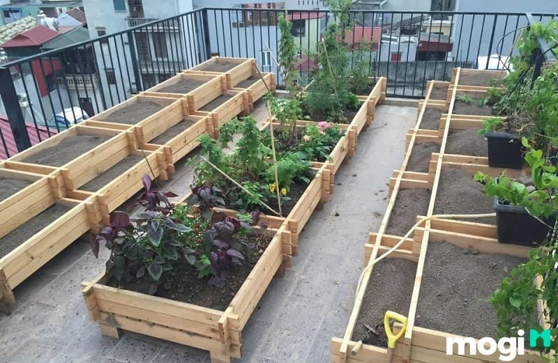 Bạn có thể trồng nhiều loại rau khác nhau từ gỗ Pallet tái chế