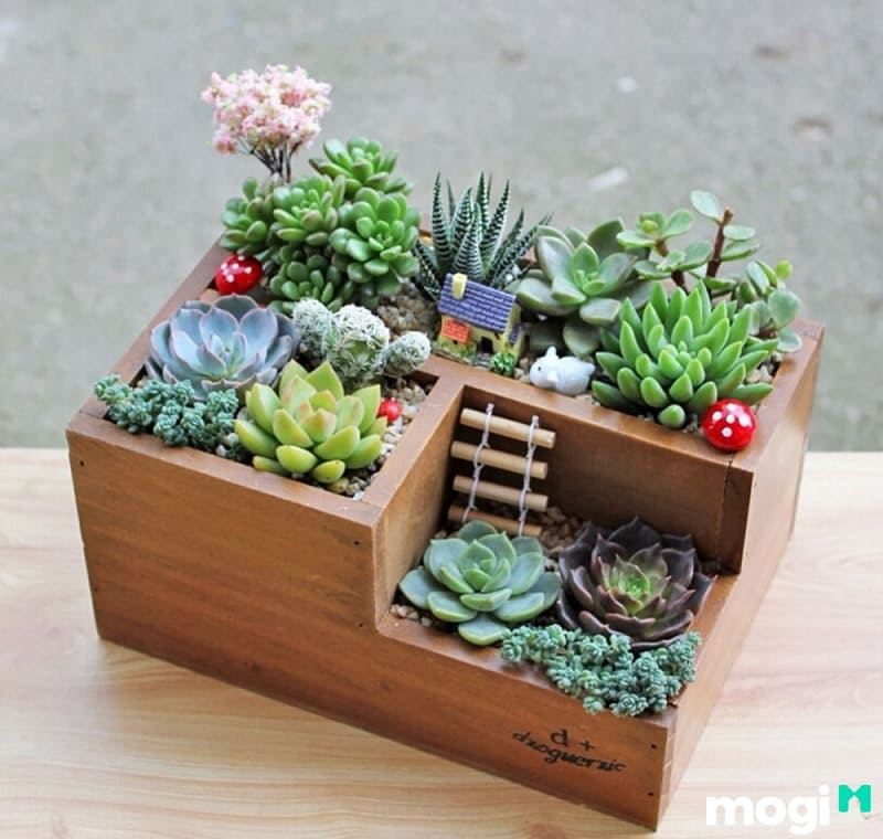 Sử dụng chậu cây từ gỗ Pallet để trồng những cây xương rồng