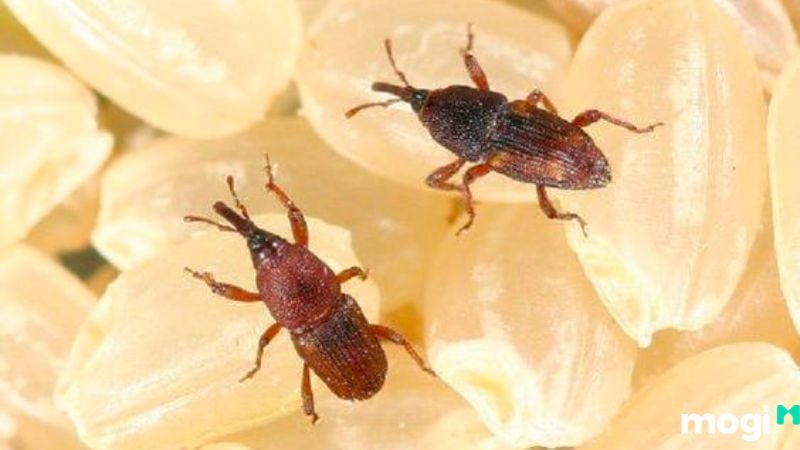 Cách trị mọt gạo