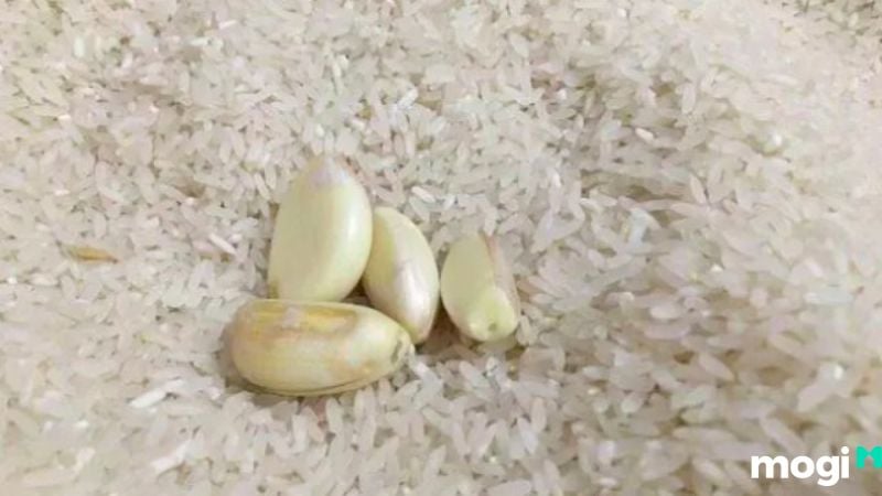 Cách trị mọt gạo
