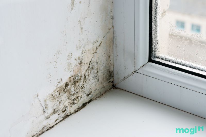 giấy dán tường chống ẩm mốc