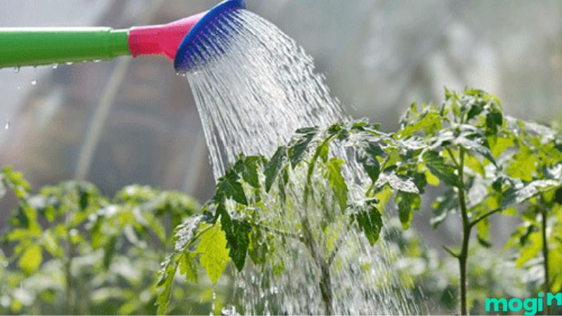 Cách Diệt Ốc Sên Đơn Giản Tại Nhà, 100% Thành Công 13 Thay đổi lịch tưới là cách diệt ốc sên