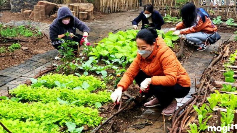Cách Diệt Ốc Sên Đơn Giản Tại Nhà, 100% Thành Công 17 Cách diệt ốc sên bằng cách làm sạch vườn