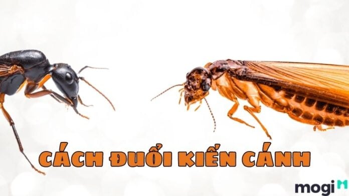 cách đuổi kiến cánh