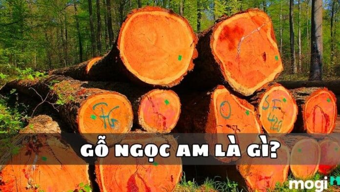 Gỗ Ngọc Am là gì?