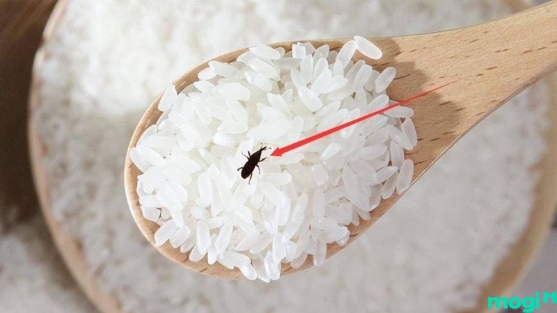 cách trị mọt gạo