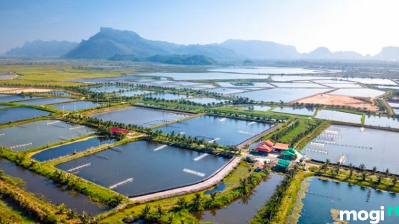 MNC là đất gì?