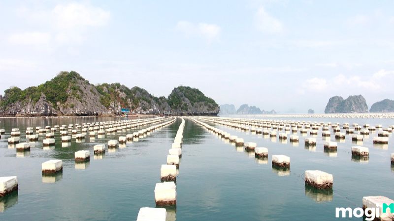 MNC là đất gì?