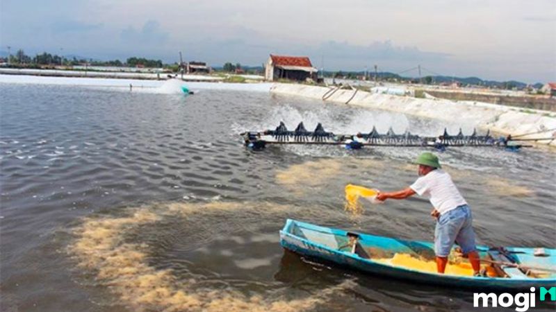 MNC là đất gì?