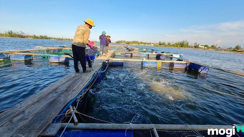 MNC là đất gì?
