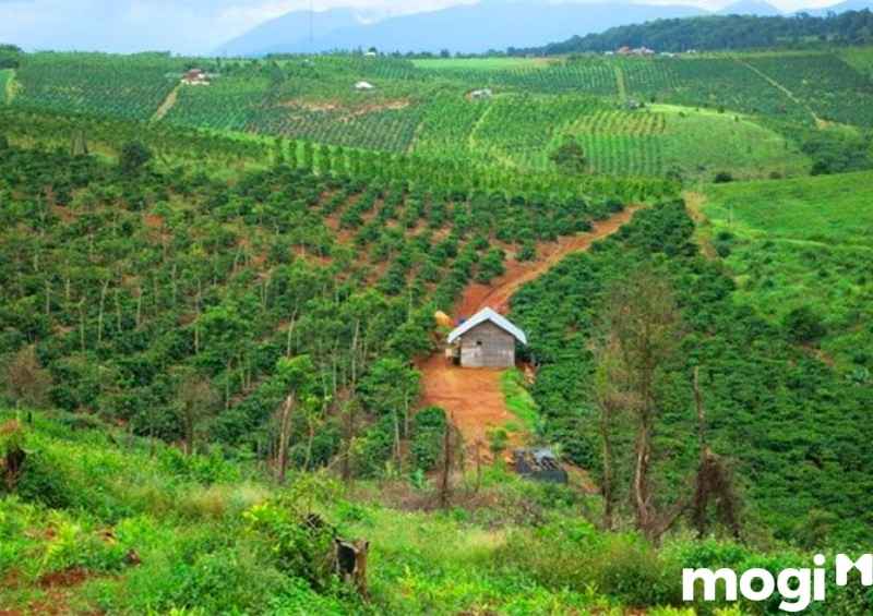 Đất RSX là gì? Có nên mua đất rừng sản xuất không?