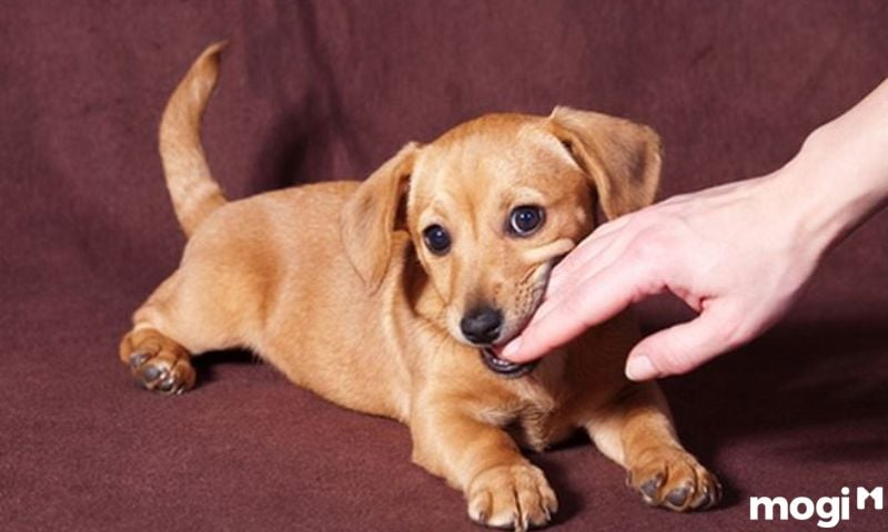 Nằm mơ thấy máu là điềm gì nếu chó cắn chảy máu?
