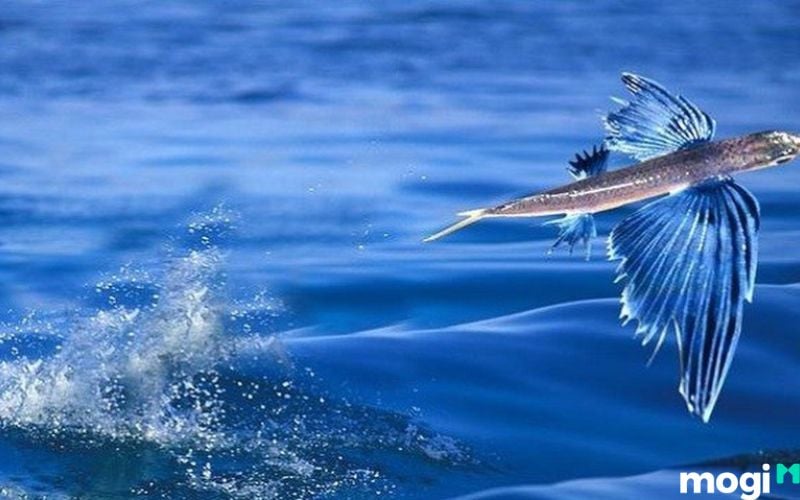 Mơ thấy cá bay khỏi mặt nước