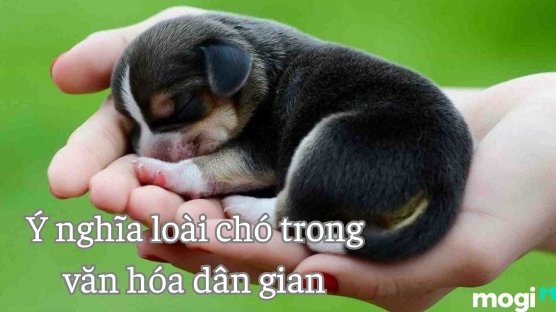 Nằm mơ thấy chó
