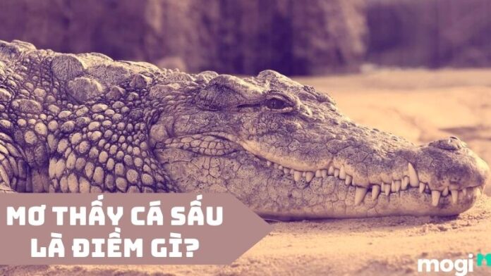 mơ thấy cá sấu