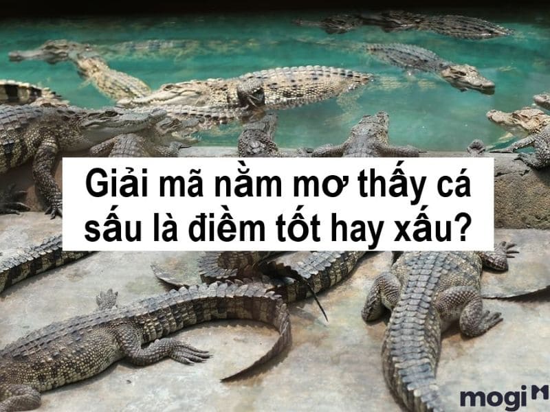mơ thấy cá sấu