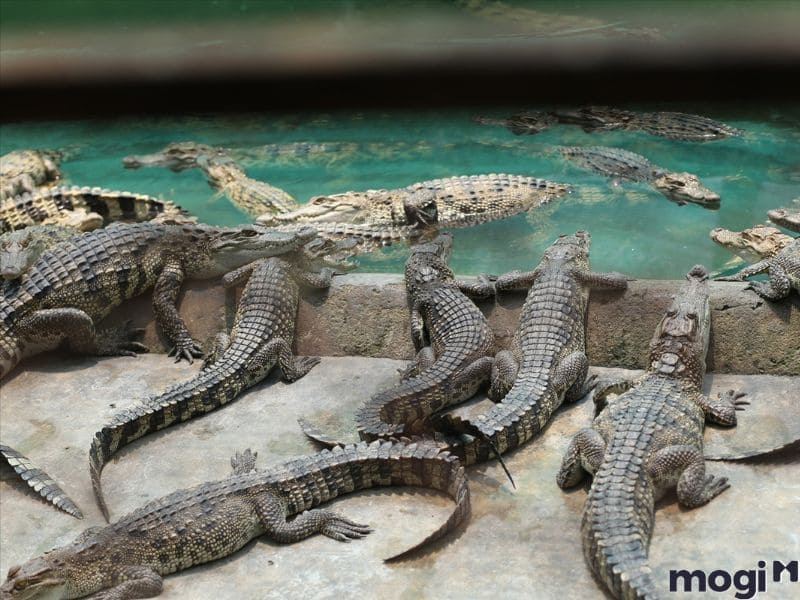 mơ thấy cá sấu