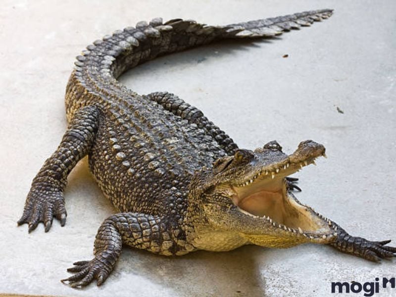 mơ thấy cá sấu