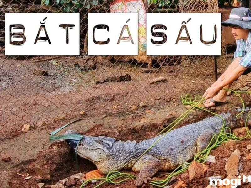 mơ thấy cá sấu