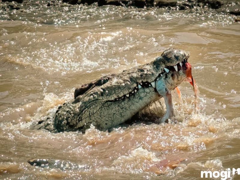 mơ thấy cá sấu