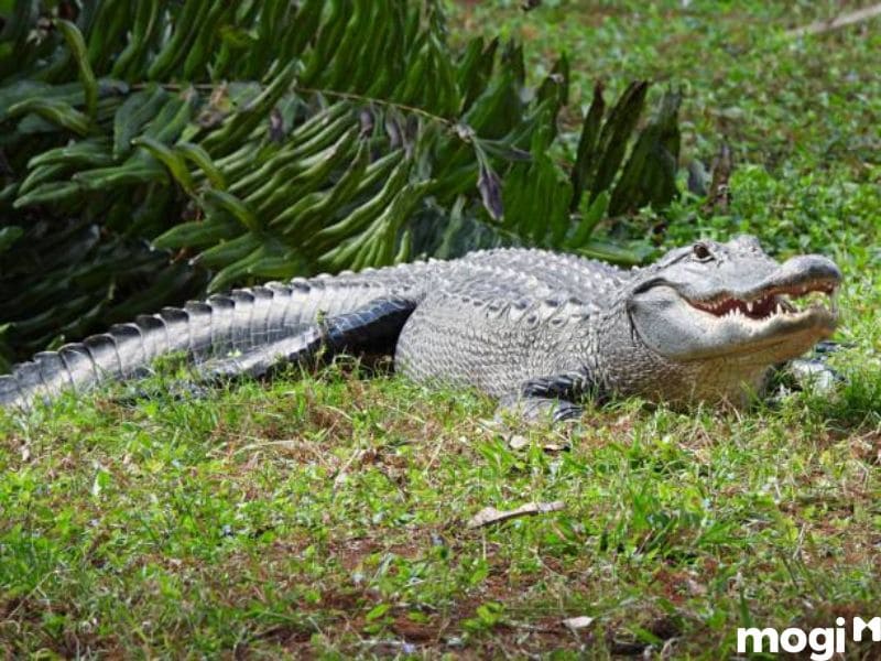 mơ thấy cá sấu