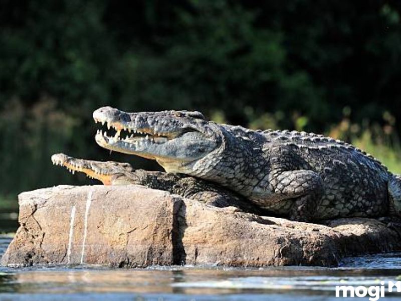 mơ thấy cá sấu