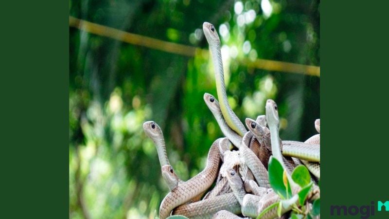 Nằm mơ thấy rắn nhiều