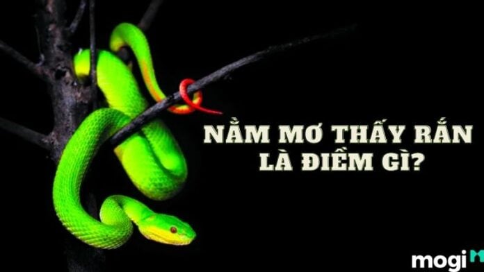 Nằm mơ thấy rắn