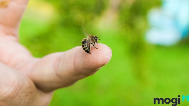 bị ong đốt là điềm báo gì