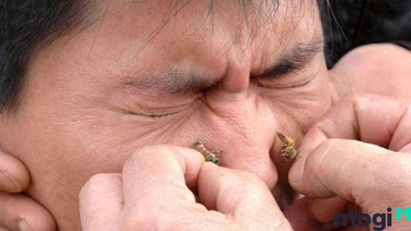 Bị ong đốt là điềm gì?