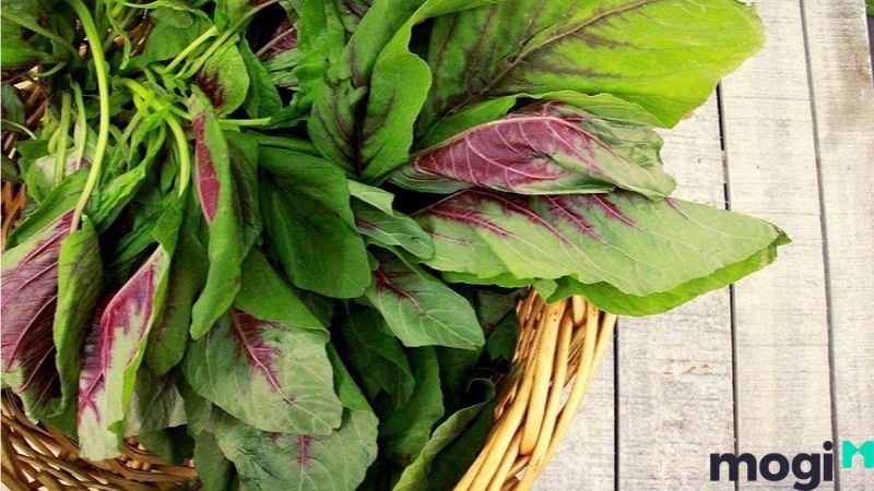 Sơ cứu ong đốt bằng rau dền