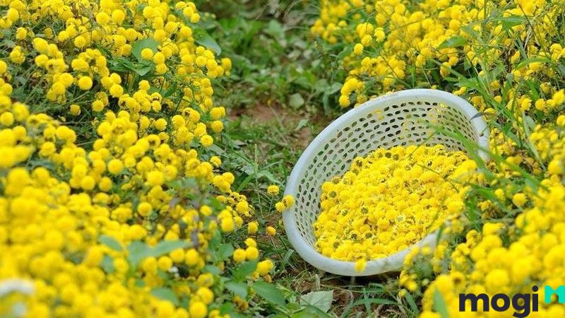 Sơ cứu ong đốt bằng hoa cúc
