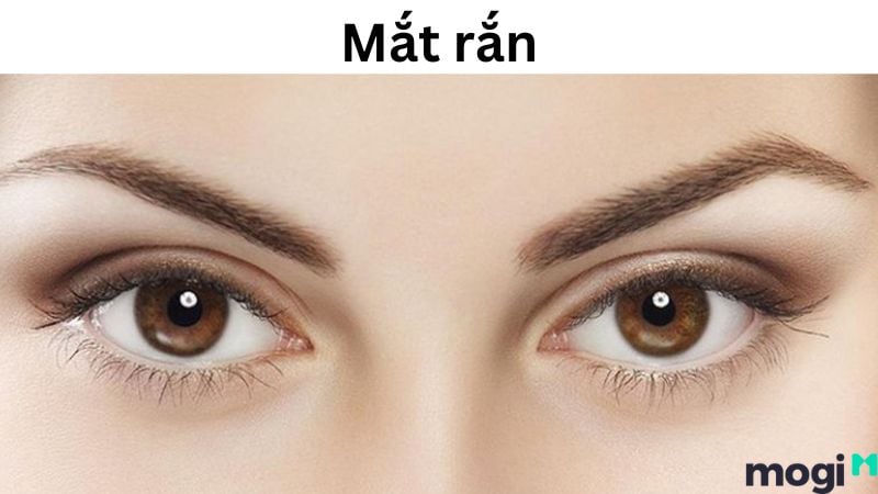mắt rắn