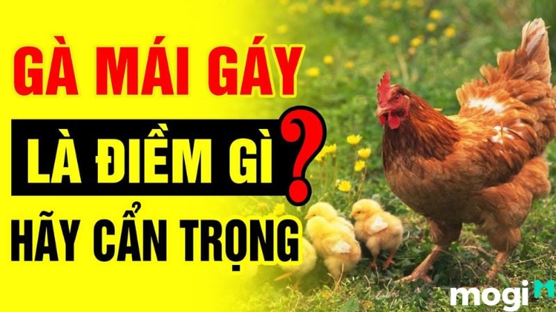 gà mái gái