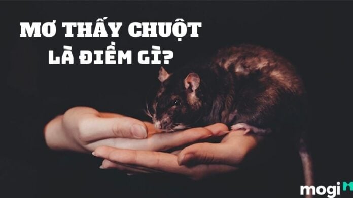mơ thấy chuột