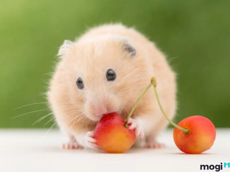 Mơ Thấy Chuột Là Điềm Báo Gì? Giải Mã Giấc Mơ Về Loài Chuột 2 mơ thấy chuột