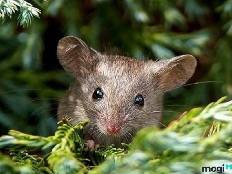Mơ Thấy Chuột Là Điềm Báo Gì? Giải Mã Giấc Mơ Về Loài Chuột 6 mơ thấy chuột