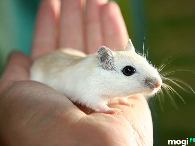 Mơ Thấy Chuột Là Điềm Báo Gì? Giải Mã Giấc Mơ Về Loài Chuột 21 mơ thấy chuột